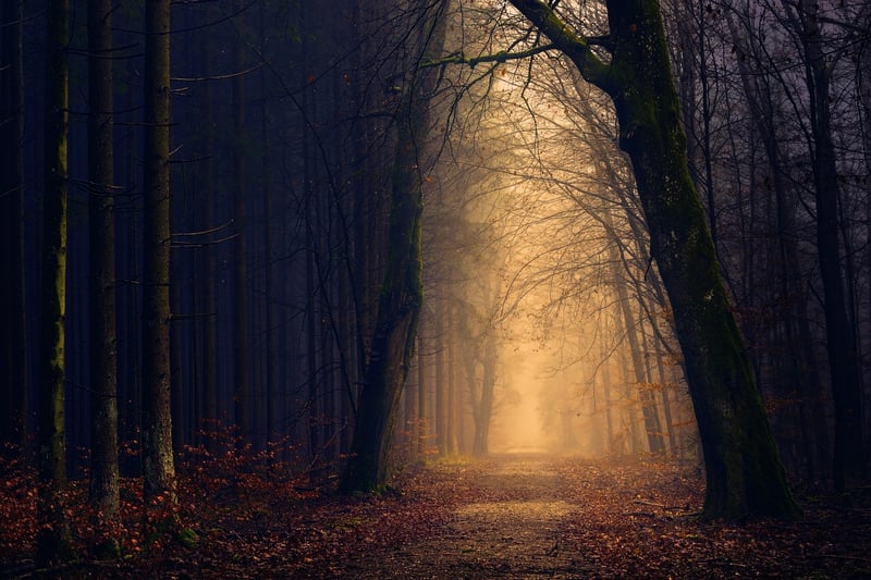 Mysterious Forest